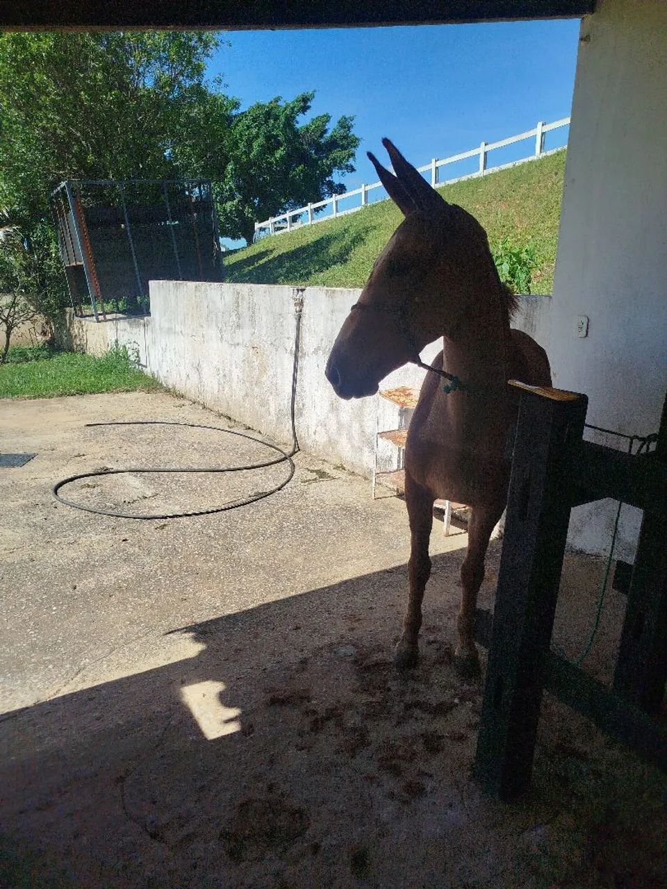 Vendo mula Pega de patrão  - Foto 5