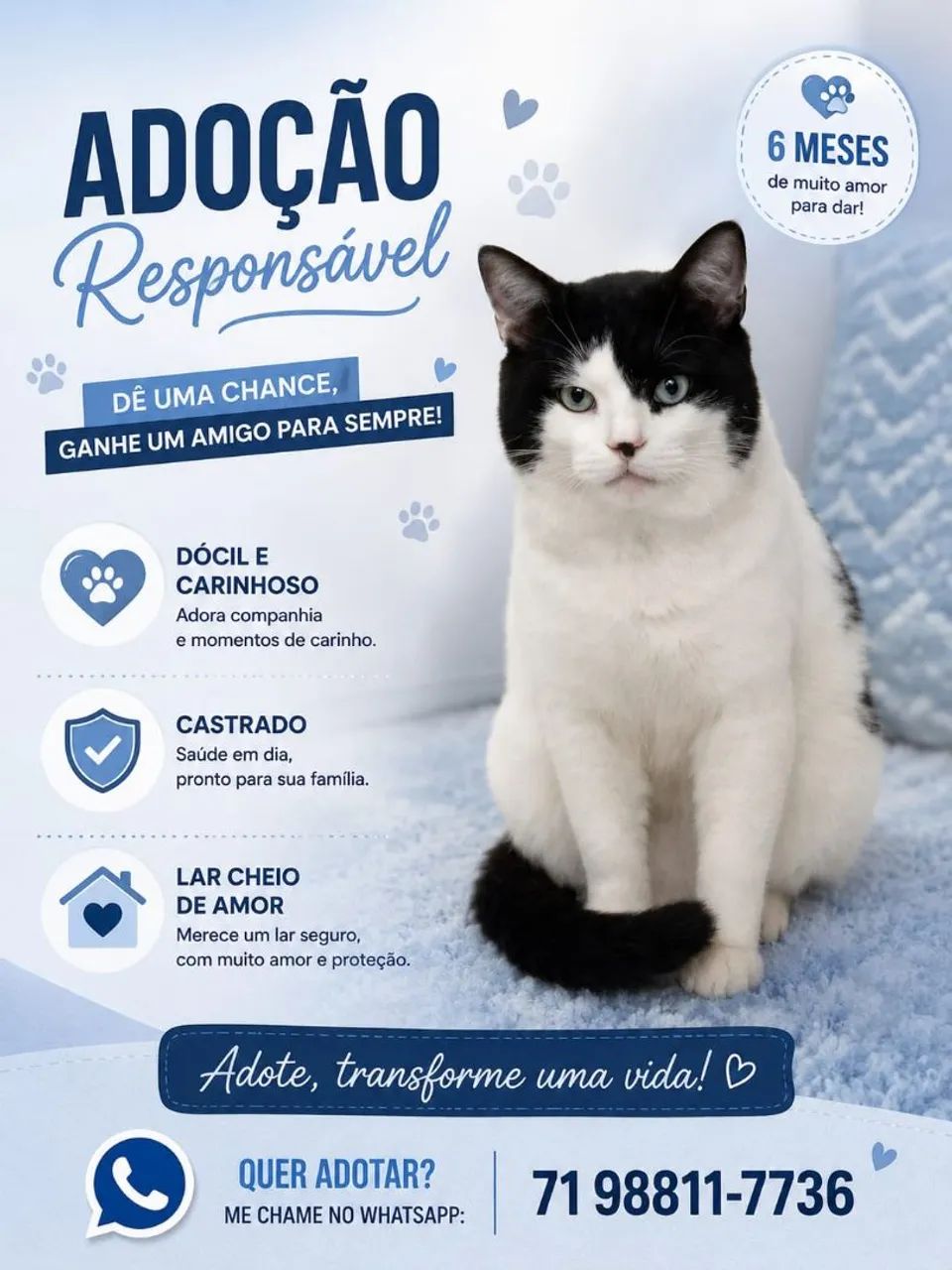 Gatinho para adoção 