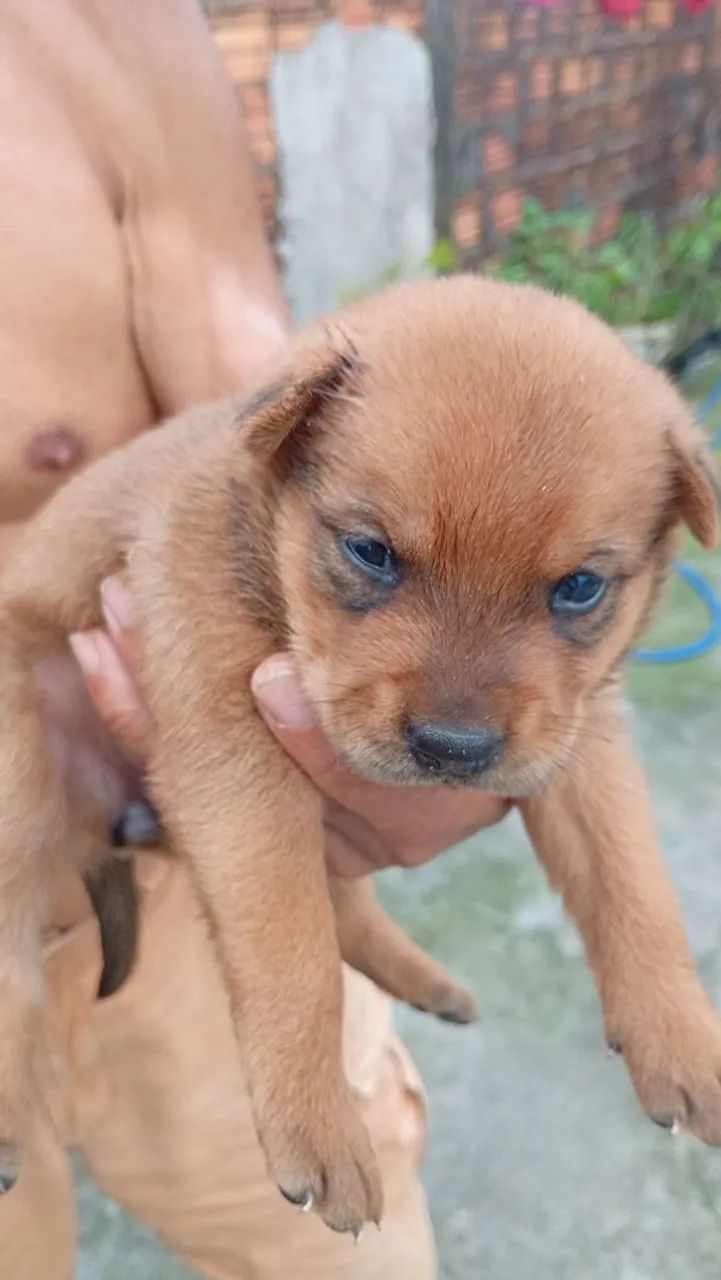 Chow Chow mestiços leia o anúncio  - Foto 3