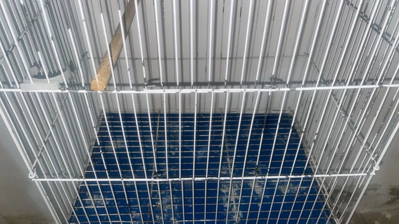 Gaiola grande - Foto 3