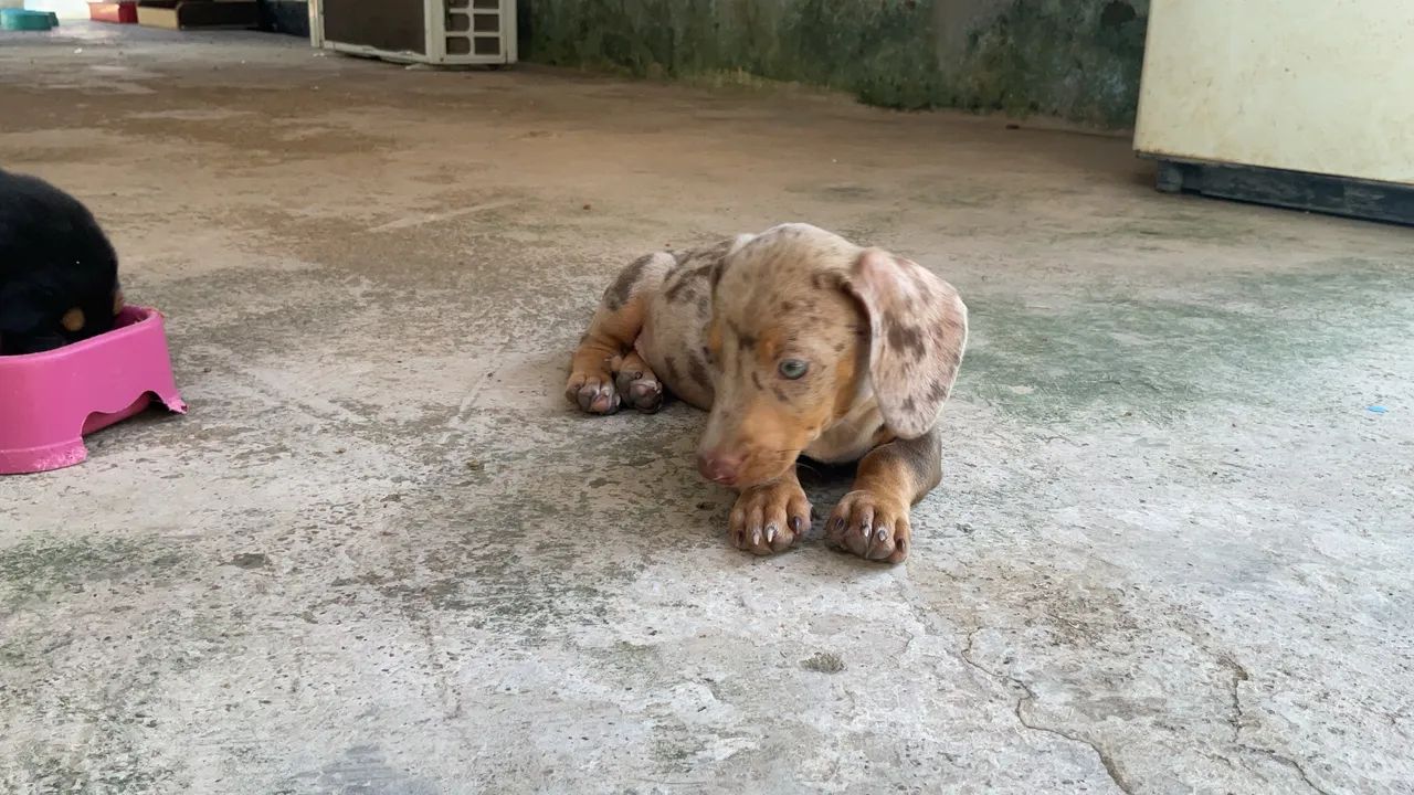 Dachshund Macho - Foto 2