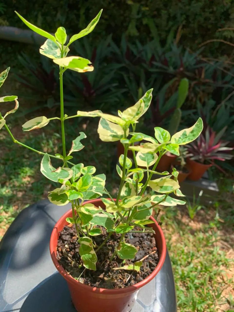 Plantas - Foto 2