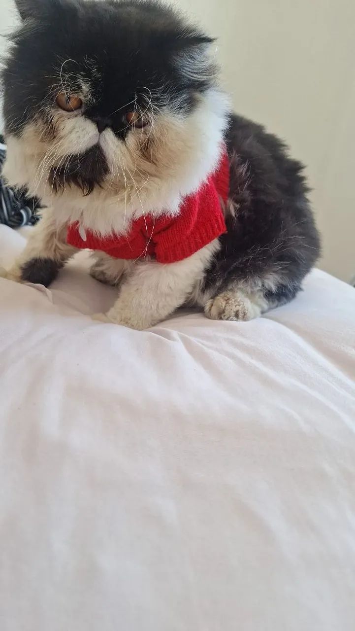 Gato persa macho - Foto 2