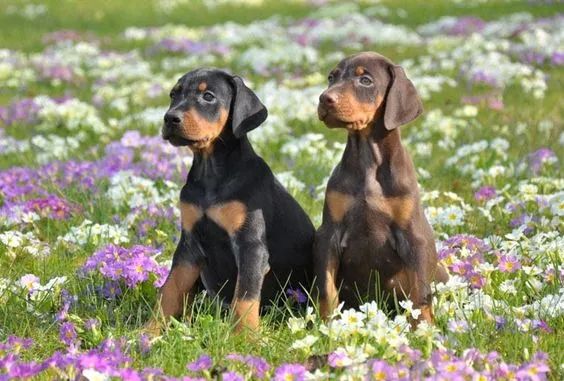 Doberman Pretos e Marrom