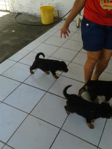 Filhote de rottweiller - Foto 2