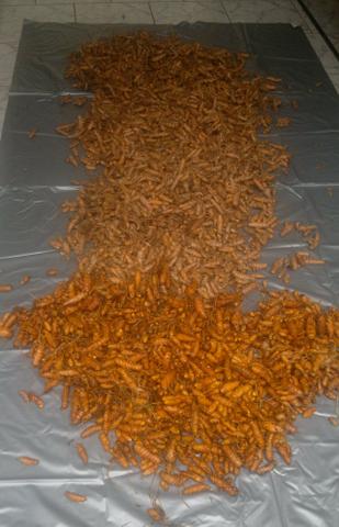 Cúrcuma ( açafrão da terra ) - Foto 6