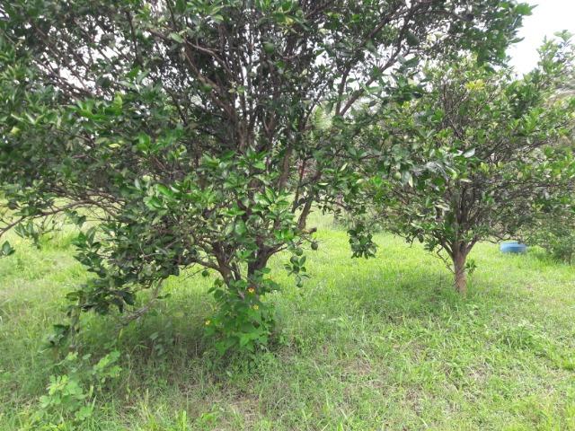 Vende-se uma chácara na beira do rio Cuiabá - Foto 17