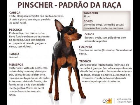 Filhote pinscher - Foto 3