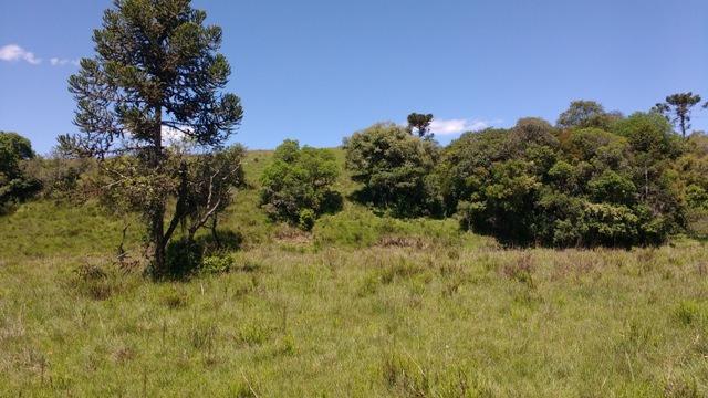 Chácara 3,0 Ha Apanhador - Foto 5