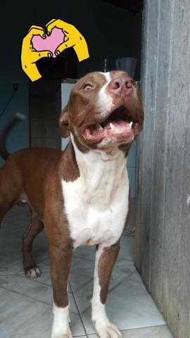 Pit Bull - Foto 2