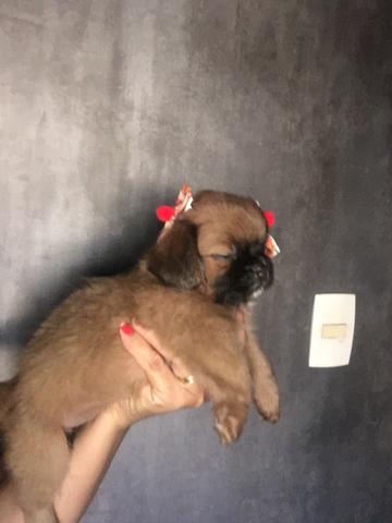 Lhasa apso - Foto 2