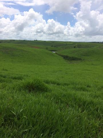 Fazenda-Granja-Sítio com 21 Hectares em Aliança - Foto 12