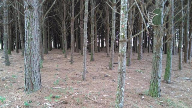 Chácara no campo largo da roseira, são josé dos pinhais - ar0019. - Foto 9