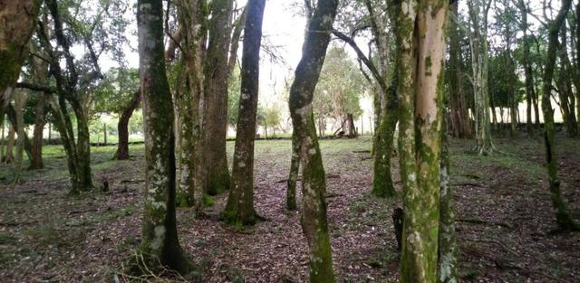 Chácara 3,0 Ha Campestre da Serra - Foto 7