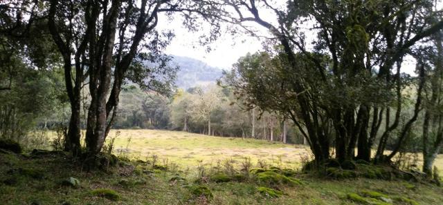 Chácara 3,0 Ha Campestre da Serra - Foto 12