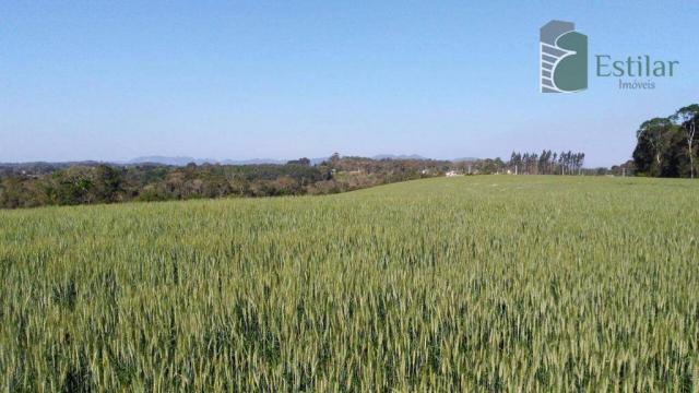 Chácara na faxina, são josé dos pinhais - ar0018. - Foto 7