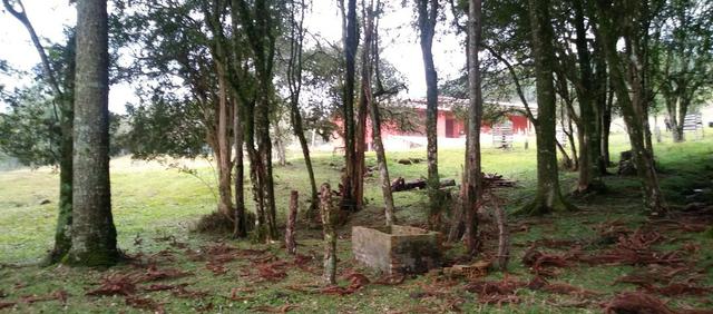 Chácara 3,0 Ha Campestre da Serra - Foto 4