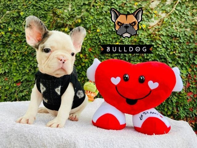 Bulldog frances branco e merle macho - Foto 2