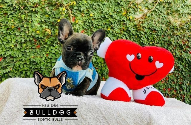 Bulldog frances femea - Foto 2