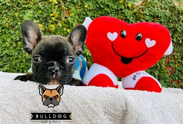 Bulldog frances femea