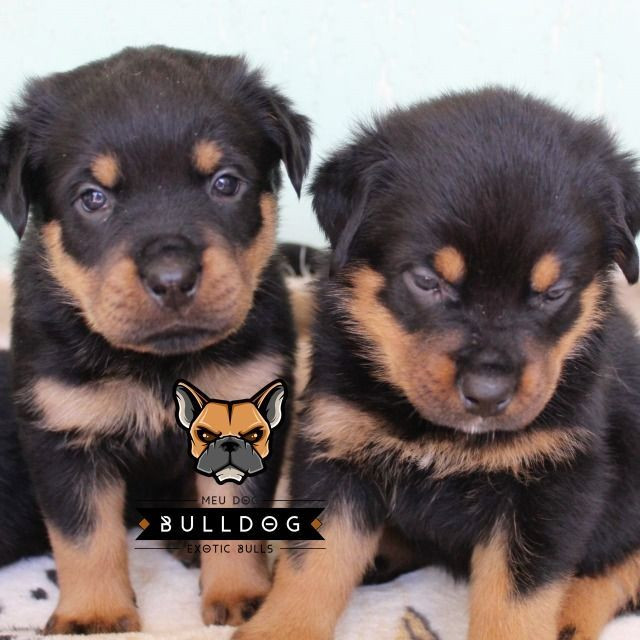 Rottweiler femea filhote - Foto 4