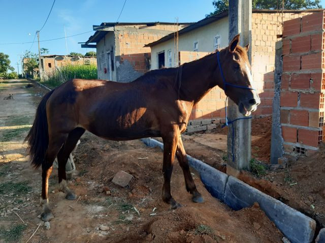 Cavalo