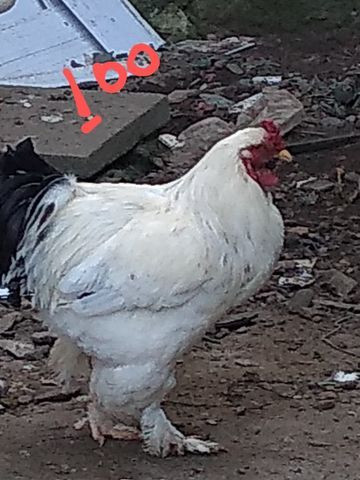 Galo Brahma - Foto 2