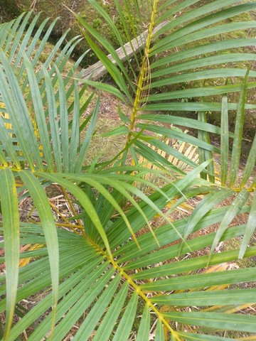 Palmeira-areca (De 1 à 2 metros)
