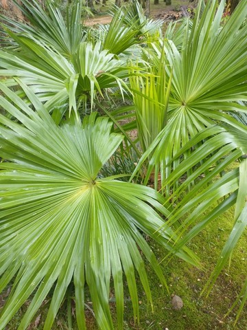 Palmeira-leque (de 2 a 3 metros)