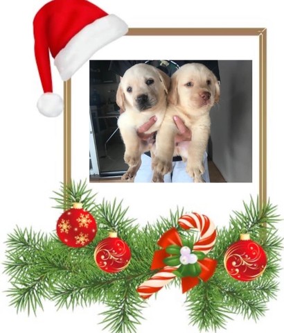 Labrador - adquira seu novo companheiro para este Natal