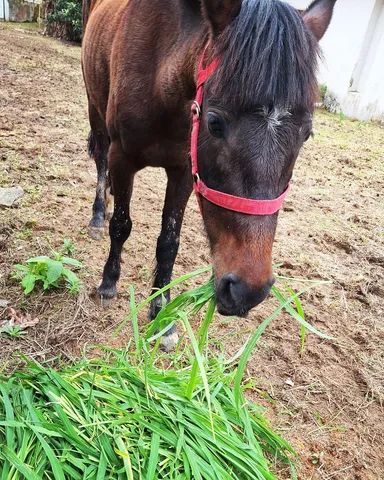 Égua frente aberta, mansa - Cavalos e acessórios - Pachecos, Palhoça  1252773521