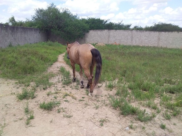 Cavalo maduro de direita!!!