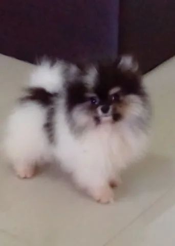 Spitz alemão anão  - Foto 4