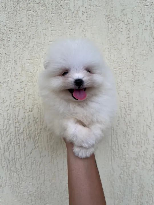 Spitz Alemão anão/ Lulu da Pomerânea anão