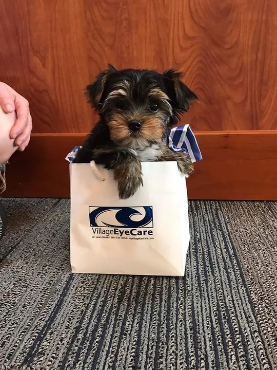Yorkshire Terrier um pedaçinho de amor 