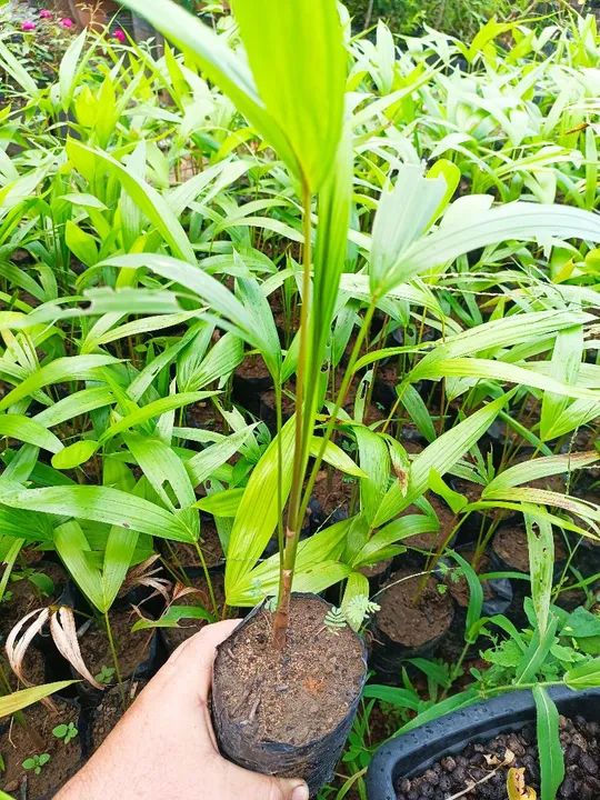 Mudas nativas reflorestamento ornamentais  - Foto 3