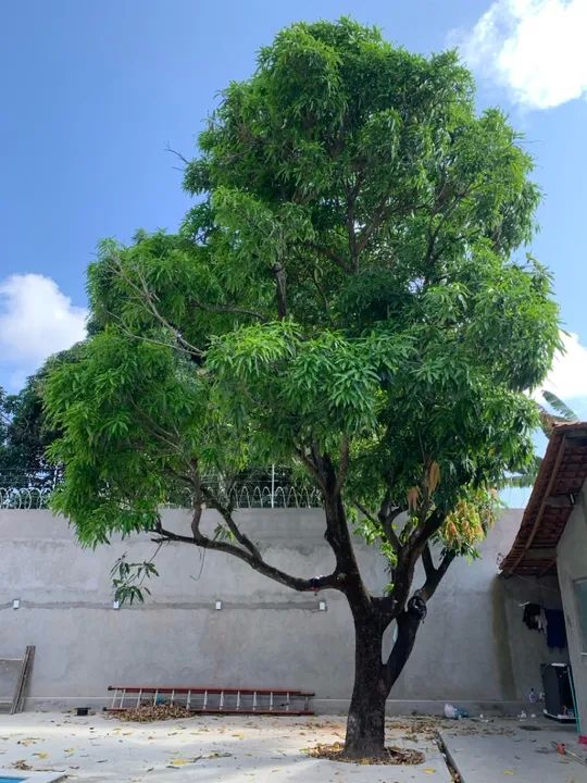 Corte e poda de arvores e palmeiras  - Foto 5