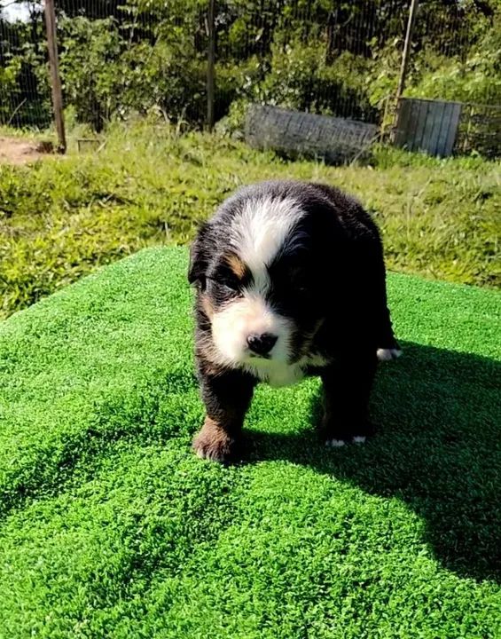 Bernese macho