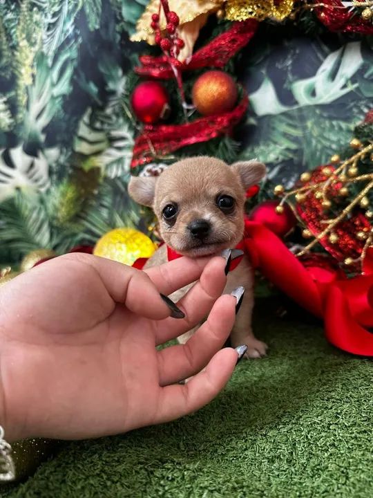 Micros chiuauas, machinho 1.900  - Foto 2