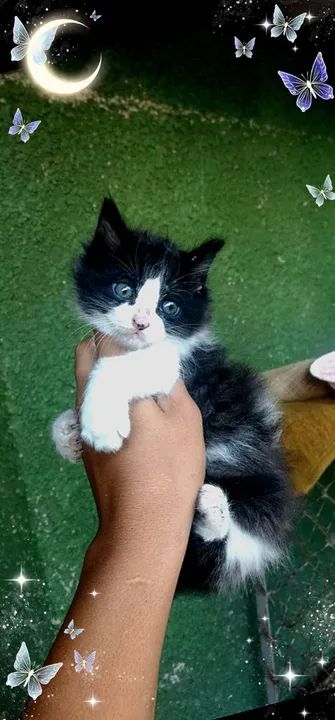 Vendo lindos filhotes de Maine coon  - Foto 2