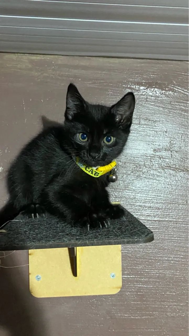 Gatinho preto para adoção  - Foto 4