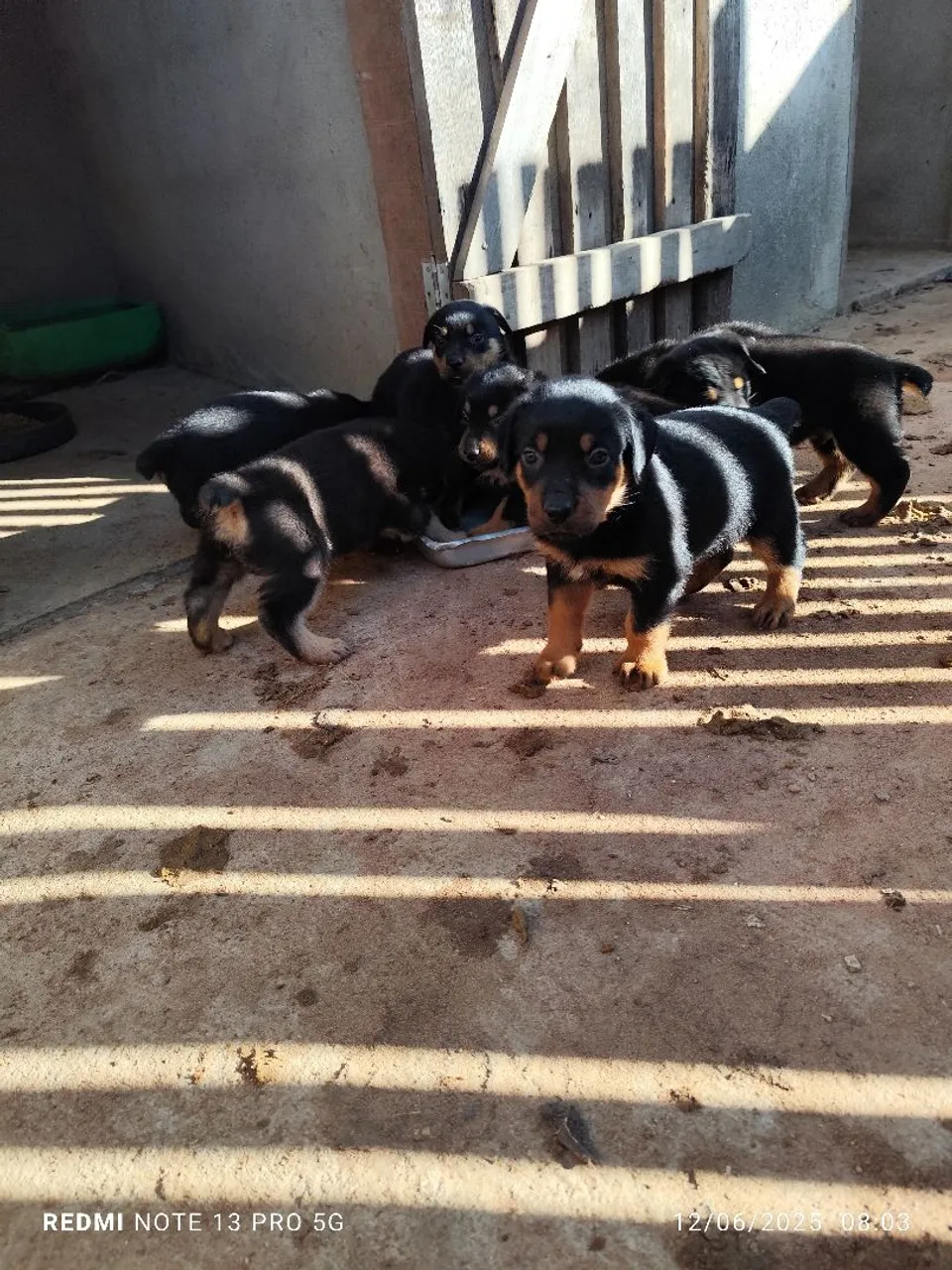 Filhotes Rottweiler - Disponíveis para adoção