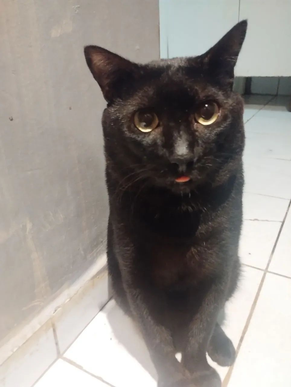 Adoção Responsável - Pedro