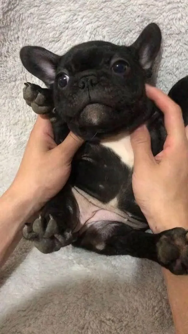 Filhote de Bulldog Francês na cor preta | Pedigree