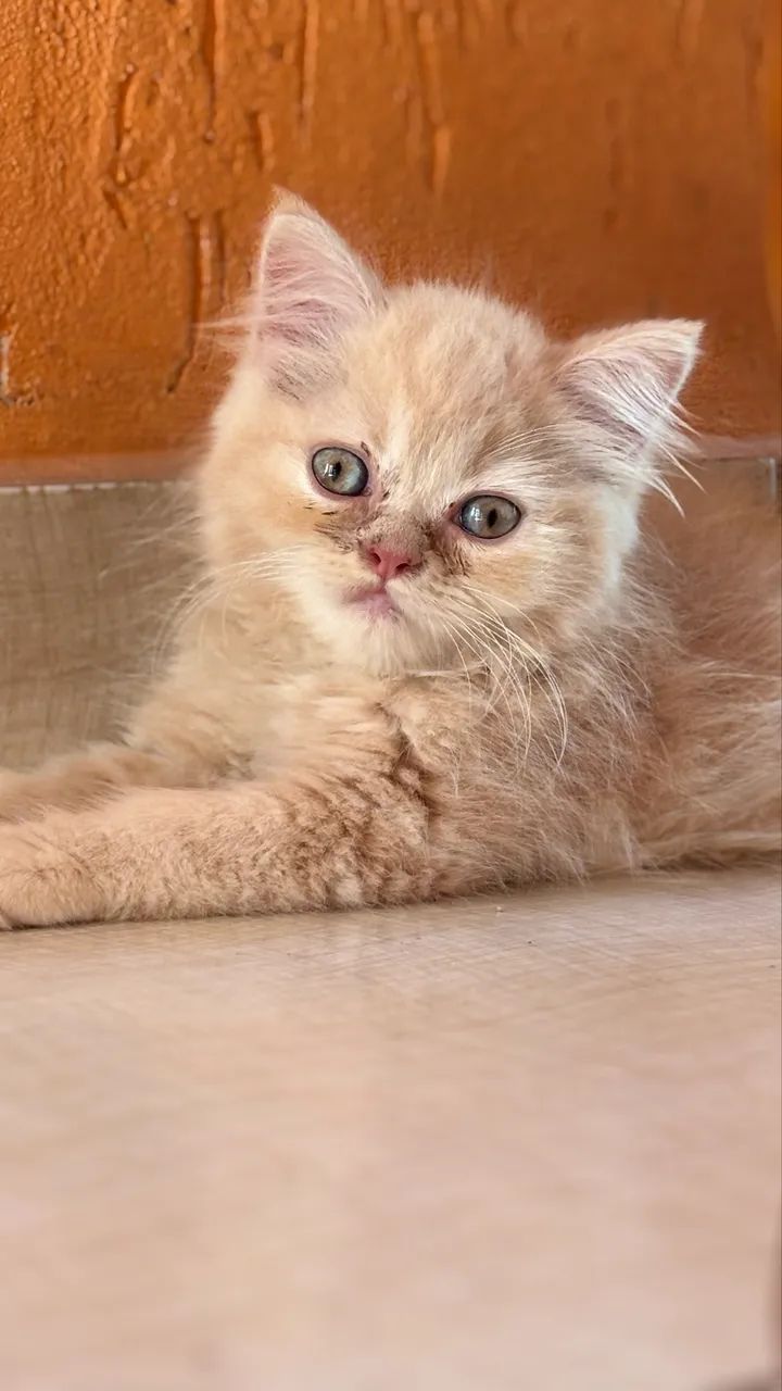 Gatinhos british long hair Machos - Foto 4