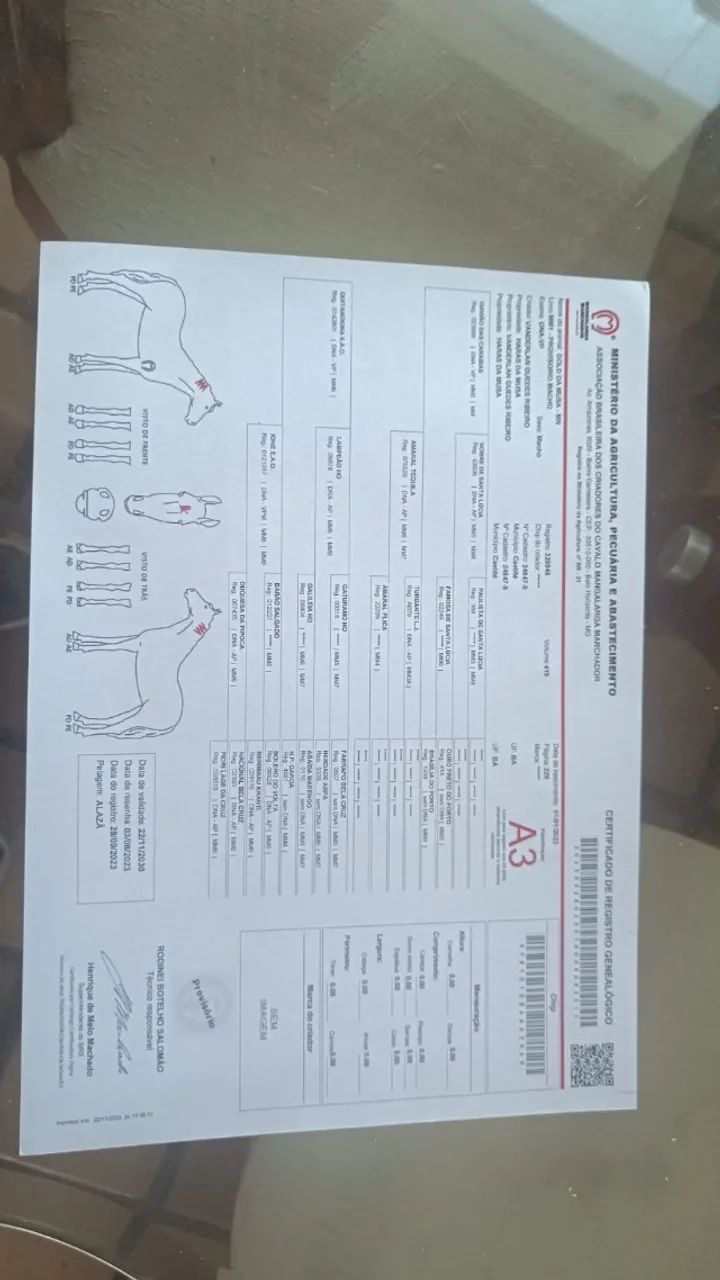 Cavalo Mangalarga Machador  - Foto 2