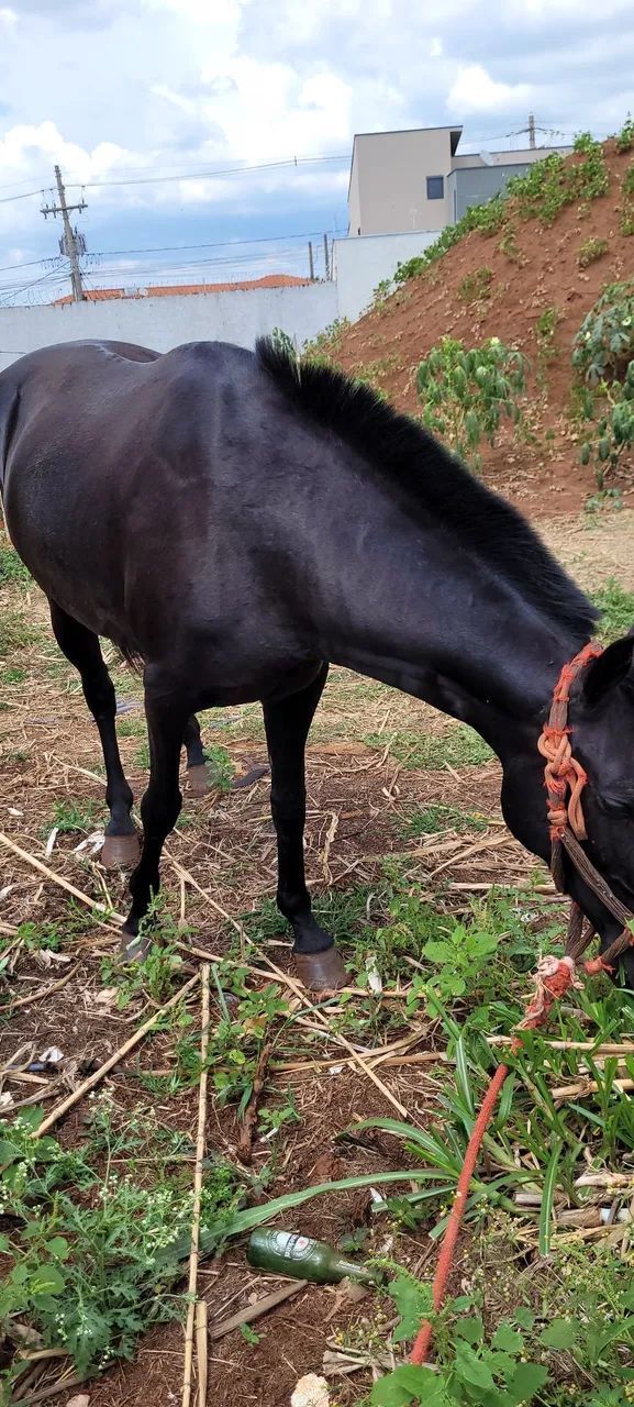 Égua Mangalarga Marchador  - Foto 3