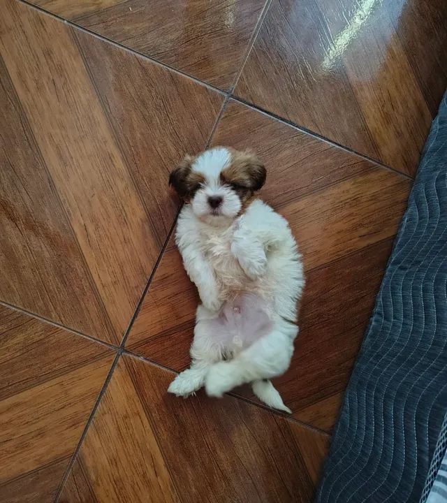 Shih Tzu filhotinho lindo - Foto 3