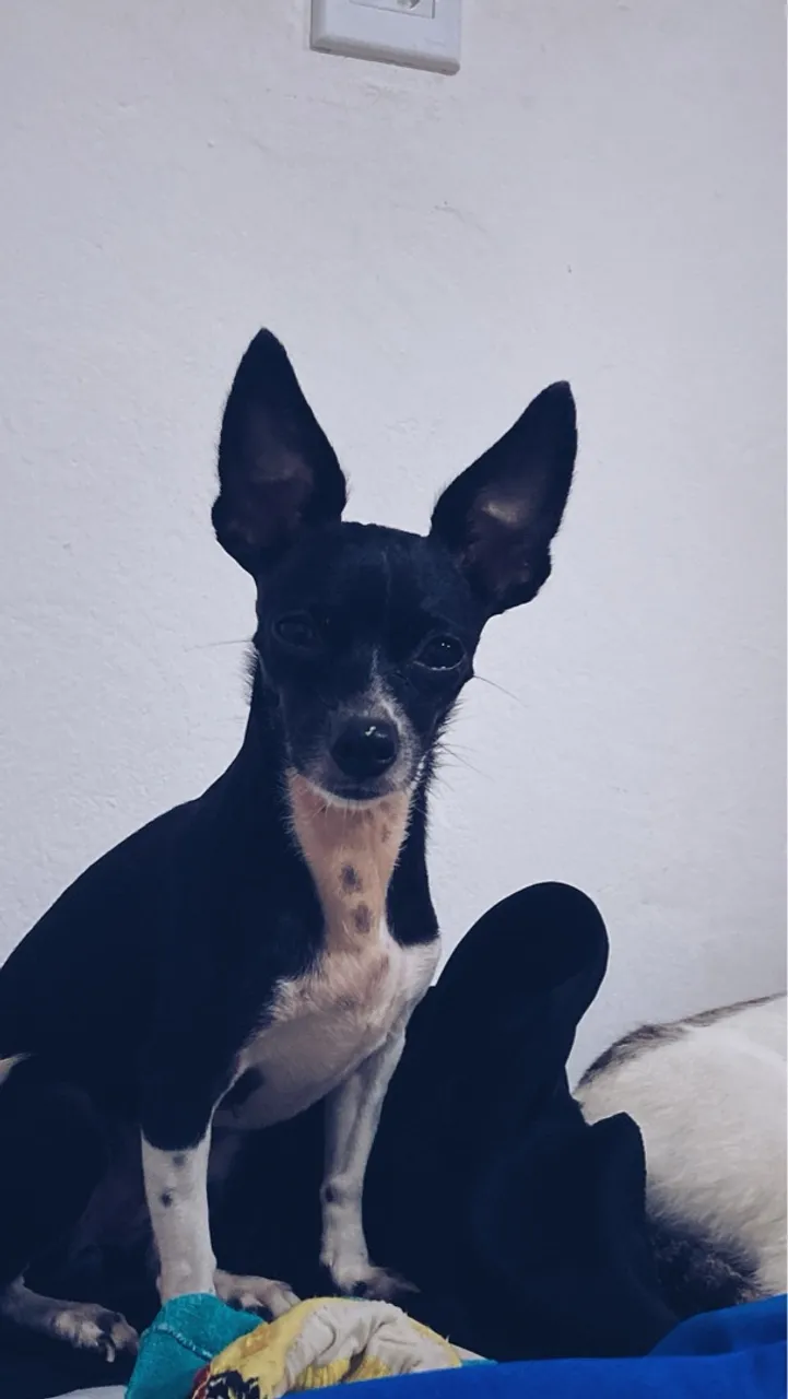 A procura de um namorado