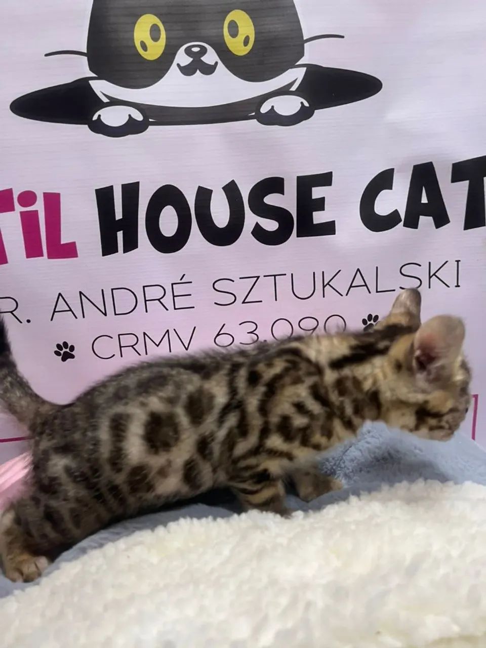 Bengal lindos filhotes  - Foto 5